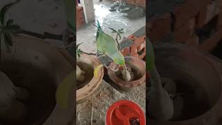 #parrot #bird #talkingparrot #pigeon #birdspecies #sh#shorts #short #bd #shortsviral #shortsvideo