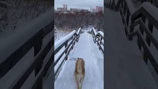 Walking with dog #shorts #nice #moscow #animals #dog #walk #followme