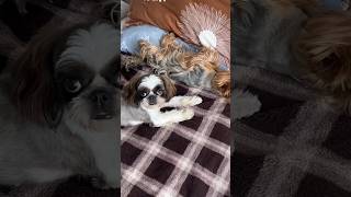 Сиди и лежу #видеопрособак #собака #pets #животные #shihtzu #cute #юмор #прикол #yorkie