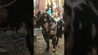 Tiger the black tiger dappled goat#shortsvideo #shorts #shortvideo