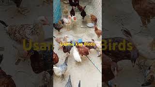 Usama Kay Birds 14 #birds #colorfullchicks #roosters #henhouse #viral #chosa