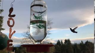 Dance of the Hummingbird