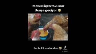 Redbull içen tavuklar 😂