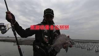 磯釣 黑鯛狂咬