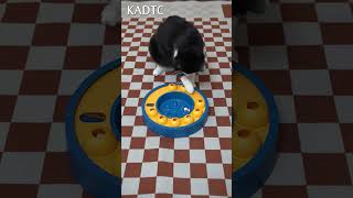 cat weight loss toy,The KADTC toy sale on amazon #cattoys#catweightloss N9010