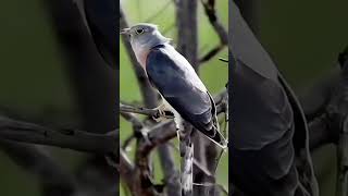 Red-chested cuckoo Birds/ কোয়েল পাখি ! cuckoo Bird #birds#shorts#short#shortvideo