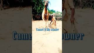 Camel & his owner #animals #camels #camel_racing #camelbaby