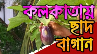 Amazing Terrace Garden of Kolkata | সল্টলেকে ছাদের উপর সুন্দর বাগান | Pancha Kanya | Roof Garden