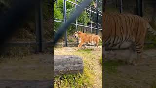 Tiger | Nainital | Nainital zoo | zoo Nainital | #shorts #nainital #nainitalzoo