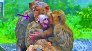 Rare video!! Great action best poorest videos never seen poor baby monkey by mother left abandoned