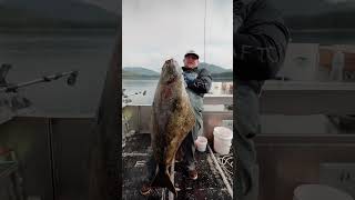 How to Catch Halibut