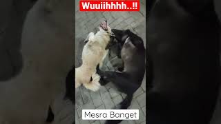 Dua sejoli sedang bermesraan🤣 #shorts #bali #love #like #funny #dog #shortvideo #short #live