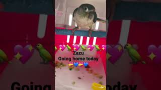 💖🦜Zazu is going home today sweet turquoise conure to new family 🦜💖