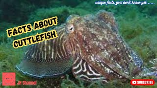 7 Interesting Facts about Cuttlefish that You Must Know, Unique facts you don't know yet…