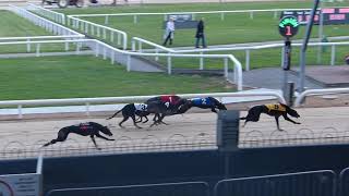 La course des lévriers à Dublin