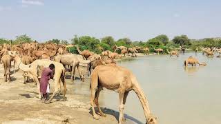 Camels are happy at the ponds