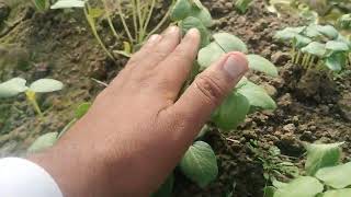 ٹنل میں بھنڈی کی کاشت |پودے مرنے کی وجہ|فیلڈ وزٹ دسمبر کی کاشت|#okra|#ladyfinger