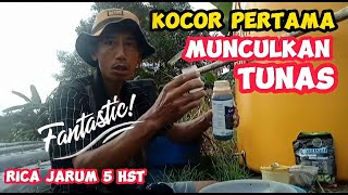 D. PENGOCORAN PERTAMA CABE RAWIT LOKAL RICA JARUM @ PERCEPAT TUMBUH TUNAS