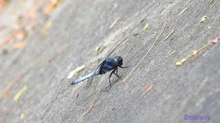 dragonfly.240202601p06ty-orthetrum glaucum 黑尾灰蜻-A001C04