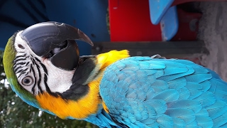 Lolek gadajaca ara ararauna. blue and gold macaw – transmisja na żywo