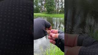 КУЧА РЫБЫ Мини Прудик в Парке #мормышинг #fishing #рыбалка#nanojig