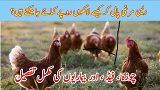 How To Start Golden Misri Business of 1000 Chicks | Total Investment And Profit Detail | PPS Poultry