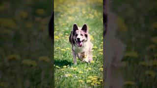 Border Collie rennt - Wo will er hin????