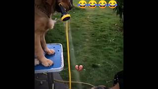 Funny moment dog 😂😂😂 #animals #dog #funny #funnyshorts #shorts