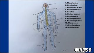 ¿Cómo dibujar  el SISTEMA NERVIOSO Y SUS PARTES? | HD