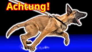 Warum Dein Hund an der Leine ausrastet! (Verrückt)