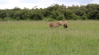 Lioness teasing a black rock male lion