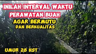 JANGAN TELAT‼️ Interval Waktu Panen Kacang Panjang Terbatas