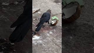 Check out how a Crow eats his coconut! #interesting