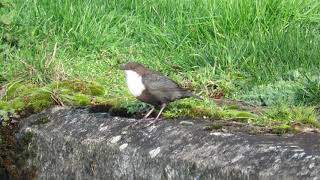 Black-bellied Dipper, Sywell County Park, 01/03/2020.