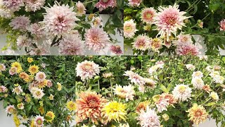 சாமந்தி பூவா இல்லை இது செவத்தி பூவா/Chrysanthemum Flower Plant In Terrace Garden