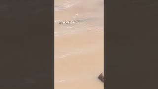 The aftermath of Mass migration river crossing of the Mara River!       #animals #safari #crocodile