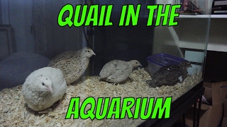 Quail in the Aquarium