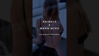 Mann Mera x Animals (Maroon 5) - Whatsapp Status | Slowed + Reverb | bollywood lofi mashup #shorts