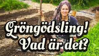 Så använder vi gröngödsling på hösten för att skapa bördig jord och bekämpa ogräs