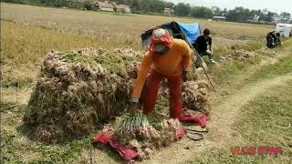 Majalengka bumi agraria, hayu urang papag bagja ku kurang sadayana