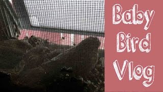 Baby Birds Vlog