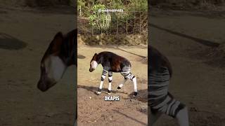 Did u know abt okapi?