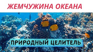 ДИАТОМИТ/Кизельгур - Природный целитель