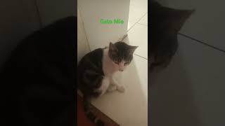 Gato Mío rascándose #short #viralshort