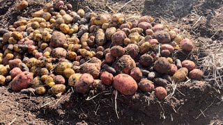 PLANT POTATOES ONCE - HARVEST FOREVER! + Do This INSTEAD of THINNING Your CARROTS - SO MUCH EASIER!