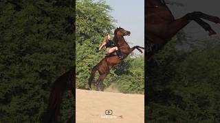 Beautiful rider girl🔥|دختر زیبا سوارکار🔥#animals #horse #girl #cavalo #حصان #اسب #دختر