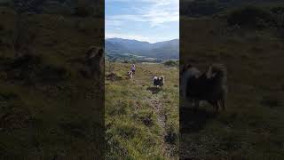 Rough Collies in the Lake District - Uther & Bevan on Muncaster Fell