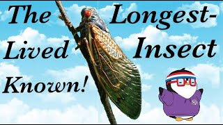 The LONGEST-LIVED Insect Known