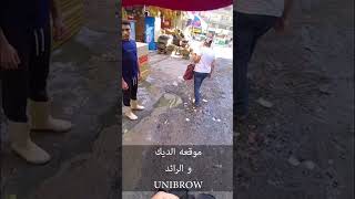 موقعه الديك و الرائد Unibrow