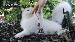 Beautiful Persian Cat || Best Breed